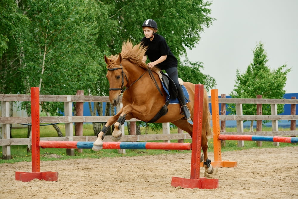 Comment bien choisir les protections de son cheval selon sa discipline